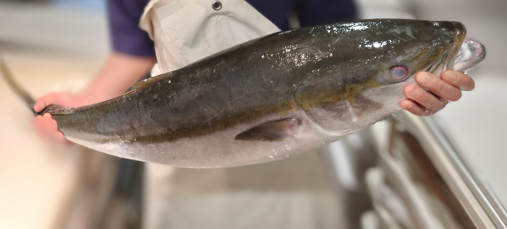 魚